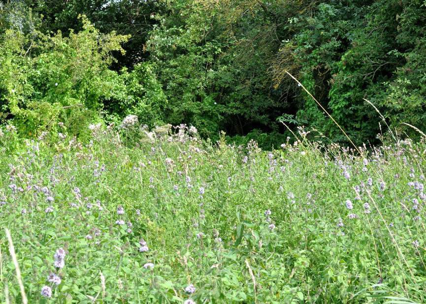 Photograph of Roseland House paddock
Click on the image for the next photo