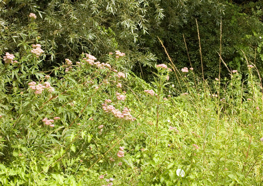 Photograph of Roseland House paddock
Click on the image for the next photo