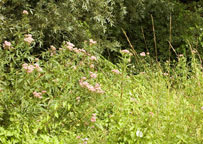 Roseland House paddock
Click on image to enlarge