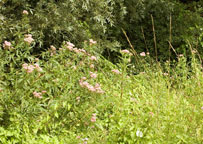 Small photograph of the paddock at Roseland House
Click on the image to enlarge