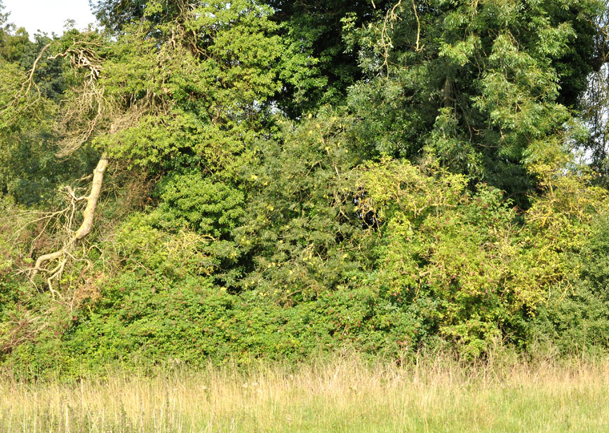 Photograph of Roseland House paddock
Click on the image for the next photo