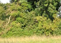 Roseland House paddock
Click on image to enlarge
