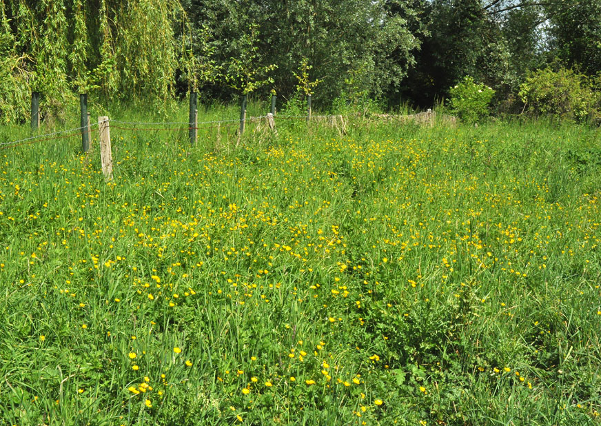 Photograph of the paddock at Roseland House
Click on the image for the next photo