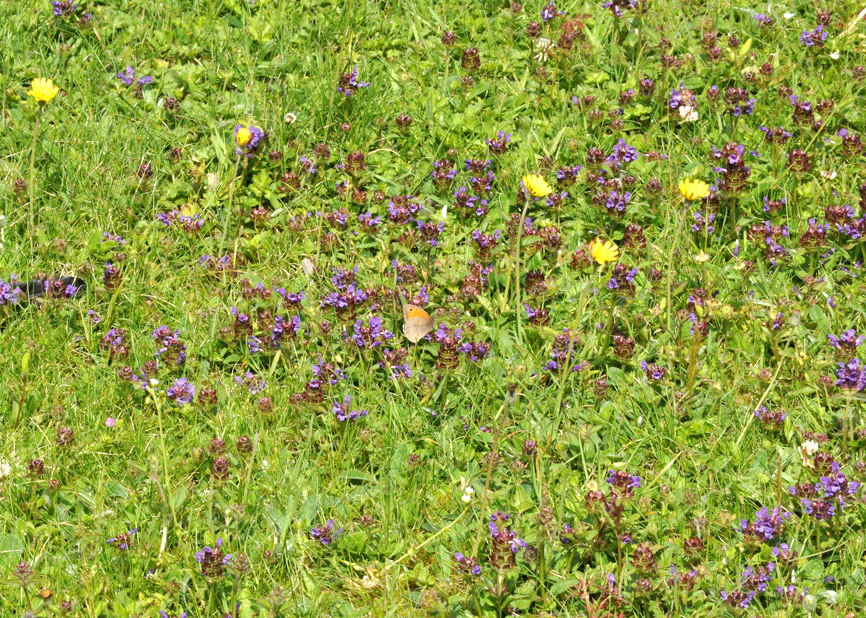 Photograph of the front lawn at Roseland House
Click on the image for the next photo