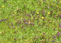 Small photograph of the lawn at Roseland House
Click on the image to enlarge