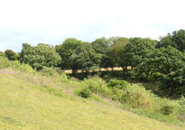 Small photograph of Bald Hill
Click to enlarge