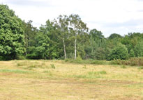 Small photograph of Danbury Common
Click on the image to enlarge
