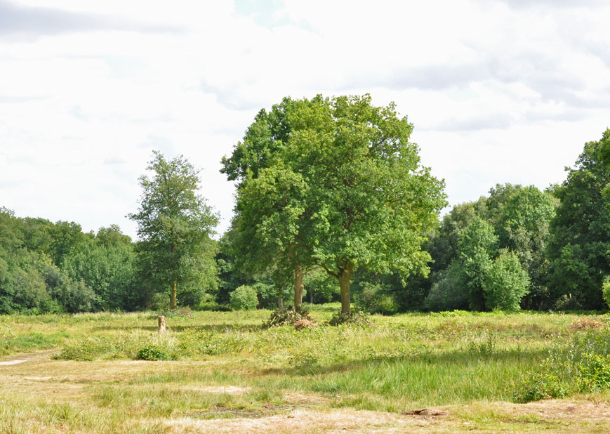 Photograph of  Danbury Common 
Click on the image for the gallery