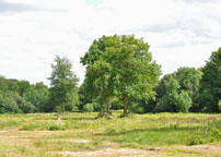 Small photograph of Danbury Common
Click on the image to enlarge