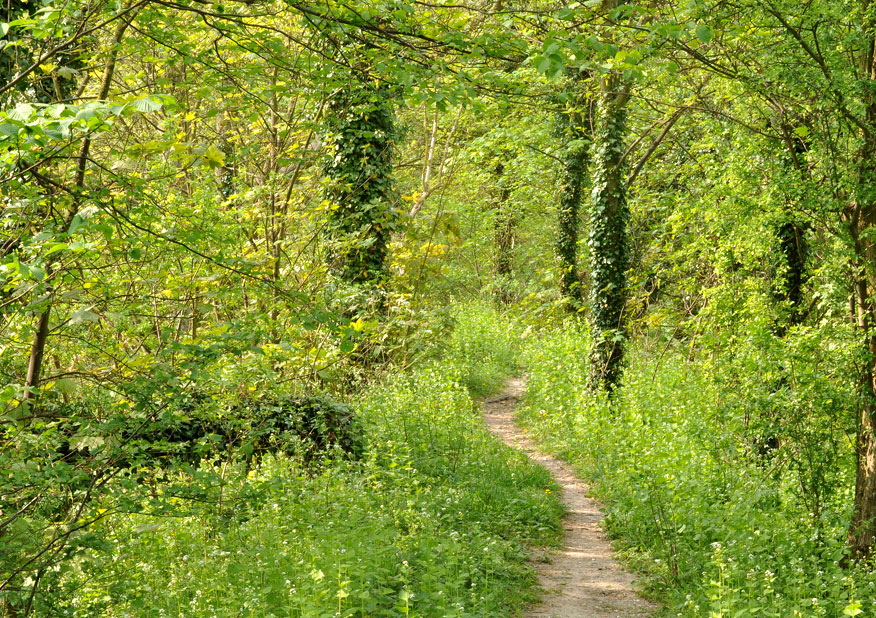 Photograph of Fleam Dyke
Click on the image for the next photo