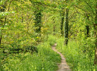 Small photograph of Fleam Dyke habitat
Click on the image to enlarge