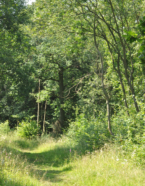 Photograph of Gamlingay Wood
Click for the gallery