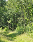 Small photograph of Gamlingay Wood
Click on the image to enlarge