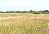 Small photograph of Magog Down 
Click on the image to enlarge