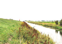 Photograph of the Ouse Washes
Click on the image to enlarge