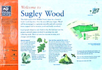 Small photograph of the Sugley Wood information board
Click on the image to enlarge