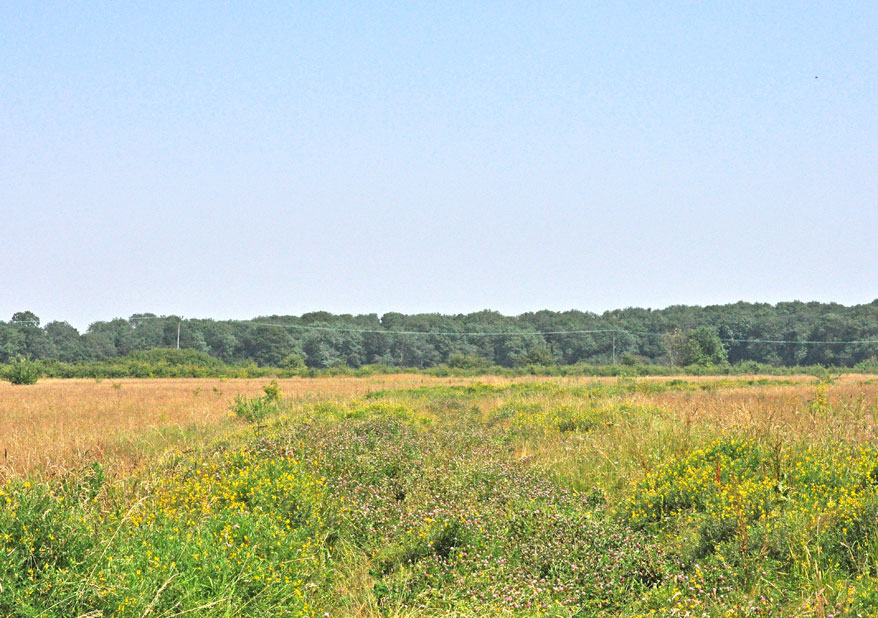 Photograph of Sugley Wood 
Click on the image for the next photo