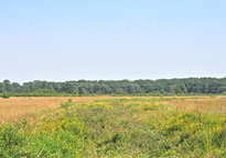 Small photograph of Sugley Wood 
Click on the image to enlarge