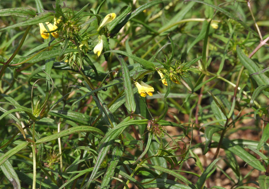 Photograph of Cow Wheat at Thrift Wood
Click on the image for the next photo