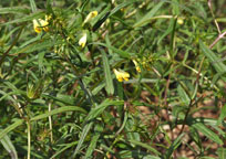 Small photograph of Thrift Wood
Click on the image to enlarge