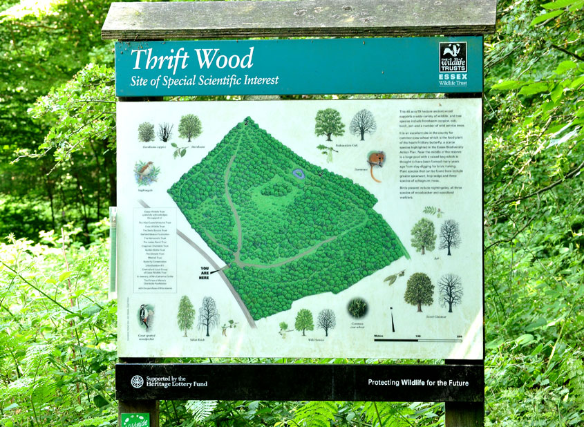 Photograph of the Thrift Wood Information board
Click on the image for the next photo