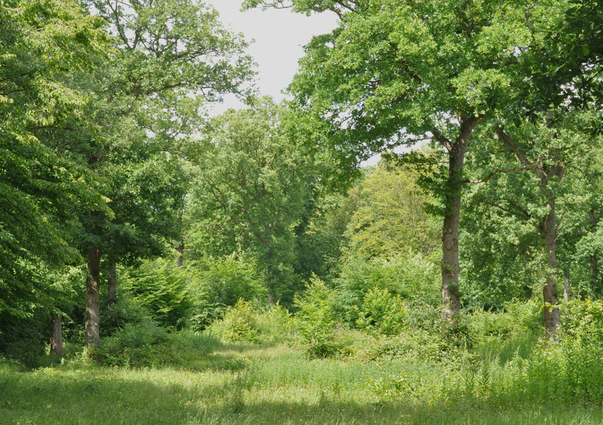 Photograph of Thrift Wood
Click on the image for the next photo