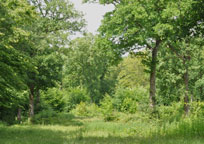 Small photograph of Thrift Wood
Click on the image to enlarge