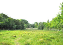 Small photograph of Woodwalton Marsh
Click on the image to enlarge