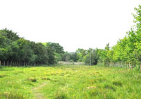 Woodwalton Marsh
Click on image to enlarge