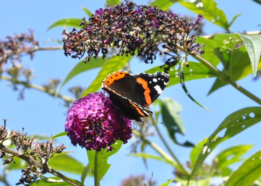 Photograph of a Red Admiral
Click on the image for the next photo