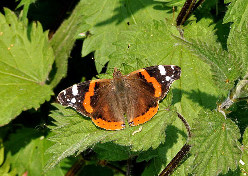 Photograph of a Red Admiral
Click on the image for the next photo