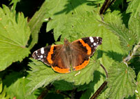 Small photograph of a Red Admiral
Click on the image to enlarge