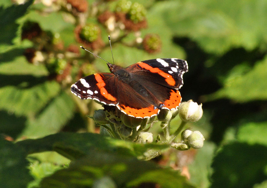 Photograph of a Red Admiral
Click on the image for the next photo