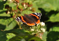 Small image of a Red Admiral
Click to enlarge