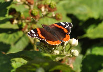 Small photograph of a Red Admiral
Click on the image to enlarge