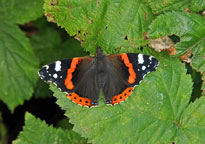 Small photograph of a Red Admiral
Click on the image to enlarge