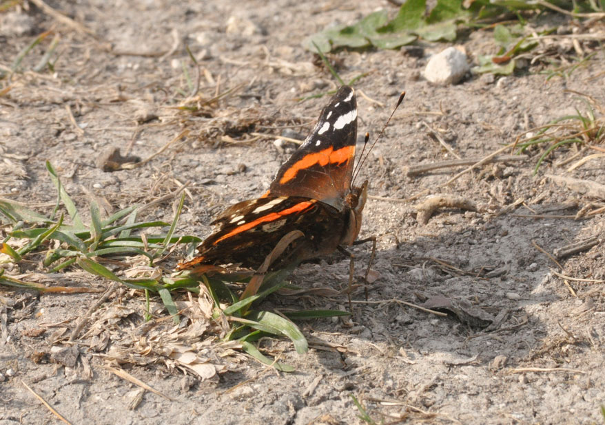 Photograph of a Red Admiral
Click on the image for the next photo