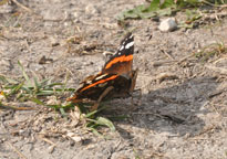 Small photograph of a Red Admiral
Click on the image to enlarge