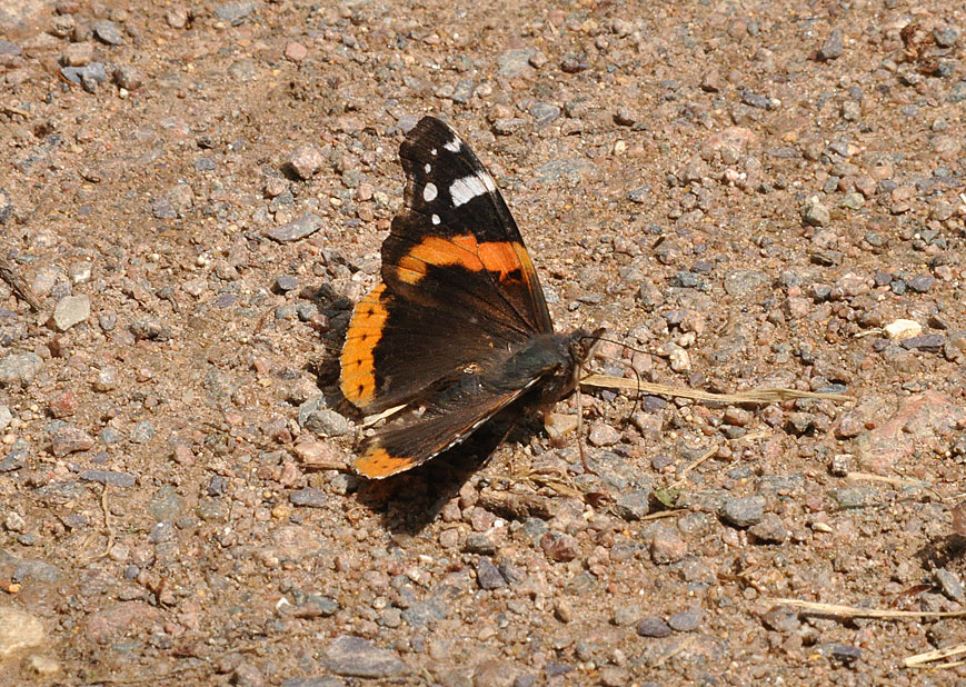 Photograph of a Red Admiral
Click on the image for the next photo