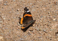 Red Admiral
Click on image to enlarge