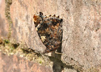 Red Admiral
Click on image to enlarge