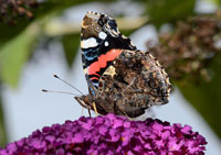 Small photograph of a Red Admiral
Click on the image to enlarge