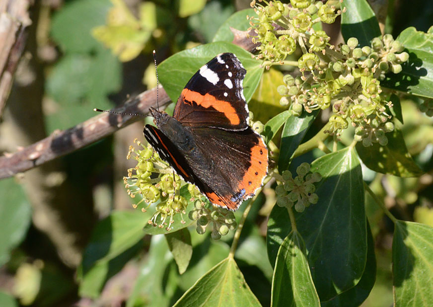 Photograph of a Red Admiral
Click on the image for the next photo