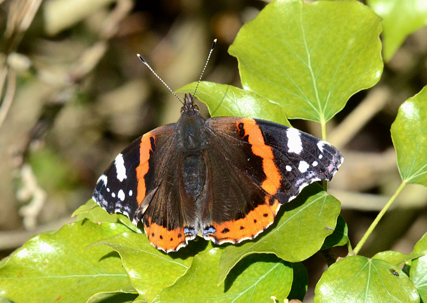 Photograph of a Red Admiral
Click on the image for the next photo