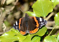 Small photograph of a Red Admiral
Click on the image to enlarge