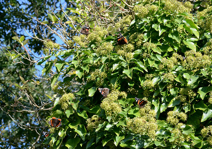 Photograph of a Red Admiral
Click on the image for the next photo