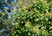 Small photograph of a Red Admiral
Click on the image to enlarge