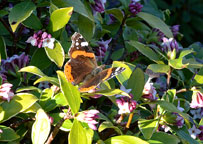 Small photograph of a Red Admiral
Click on the image to enlarge