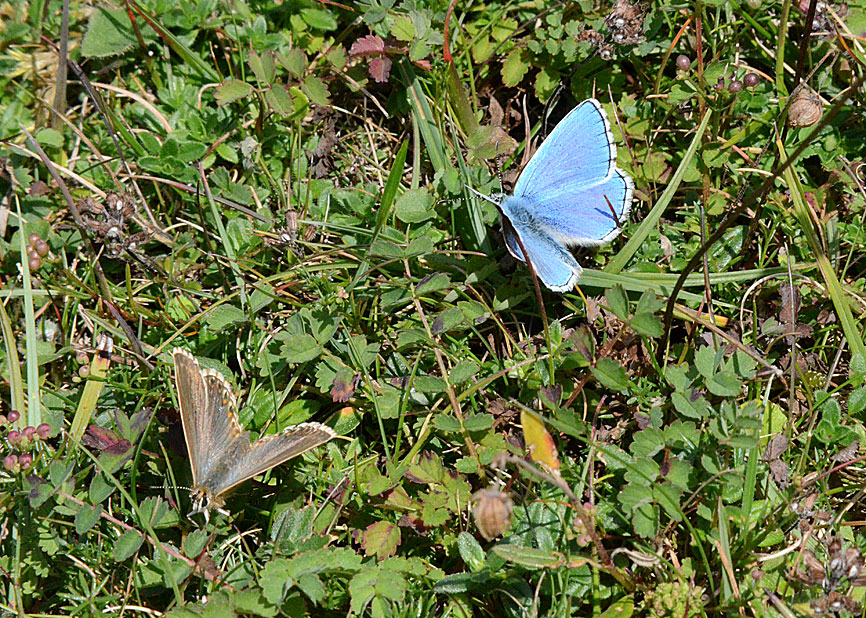 Adonis Blue
Click for next photo, closer view