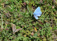 Small photograph of an Adonis Blue
Click to enlarge